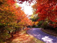 滋賀県希望が丘文化公園11月紅葉