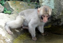 銚子渓自然動物園 お猿の国